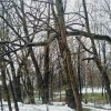 Rok_2021 » Akcje » Drzewo_na_drodze